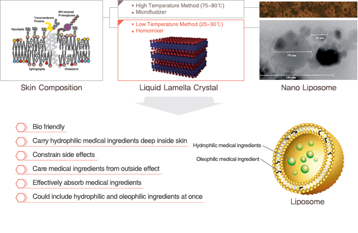 1. Advantage of Nano Liposome in potent ingredient absorption